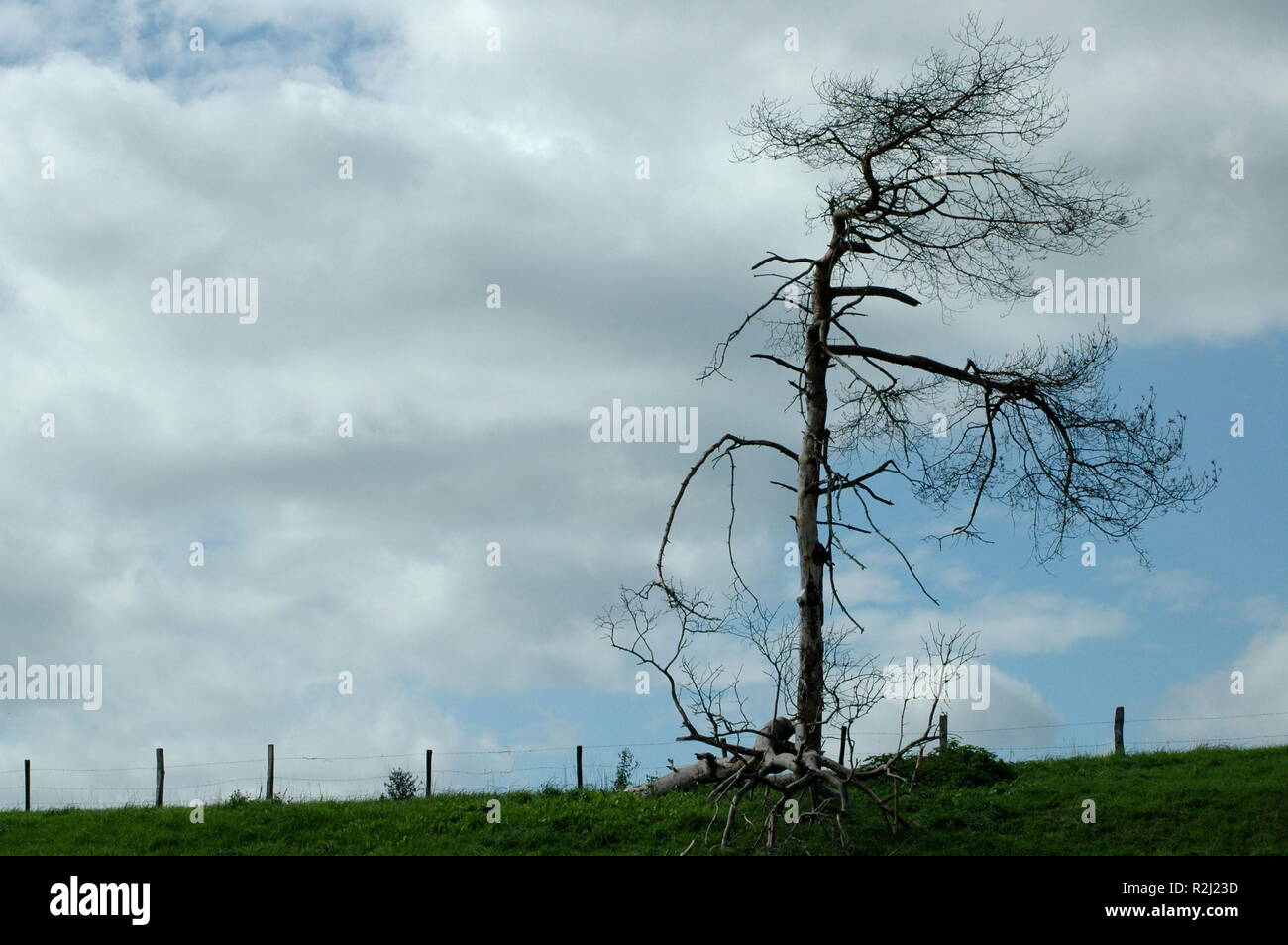 tree mortality Stock Photo