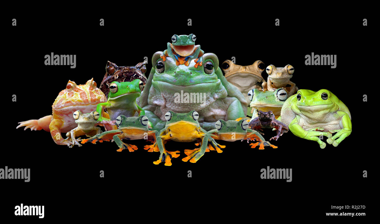 Portrait of a large group of various frogs Stock Photo Alamy