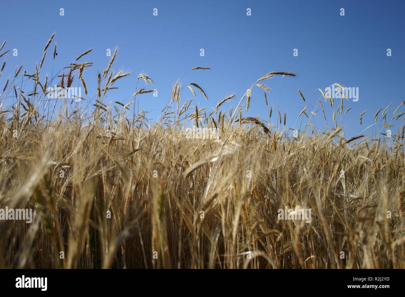 equipment gold Stock Photo Alamy