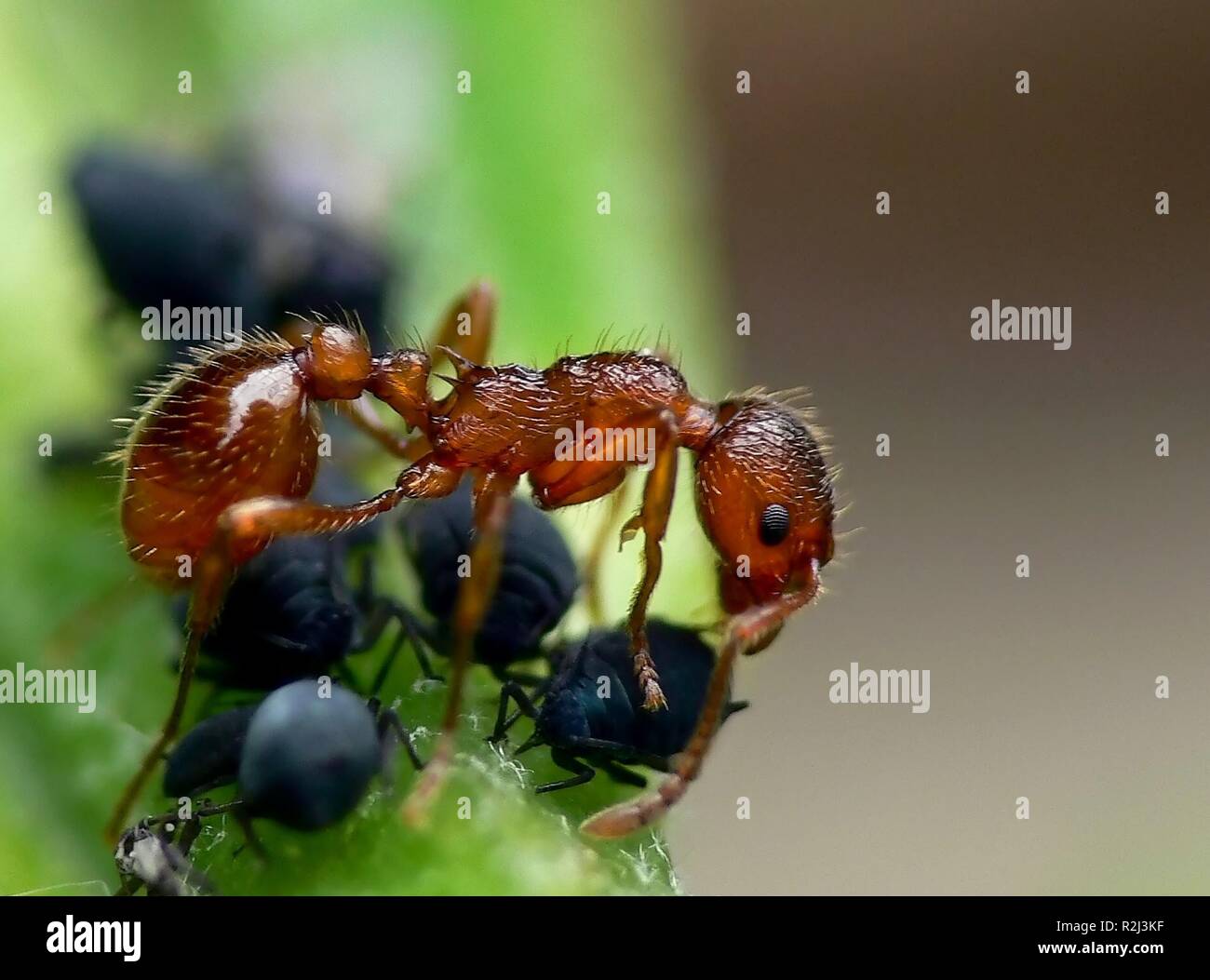 ant with aphids Stock Photo Alamy