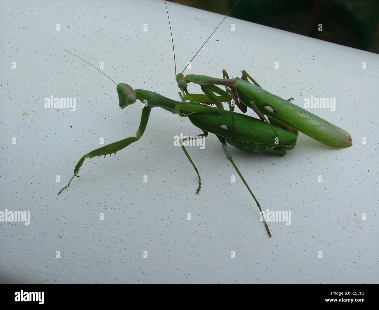 mantis Stock Photo