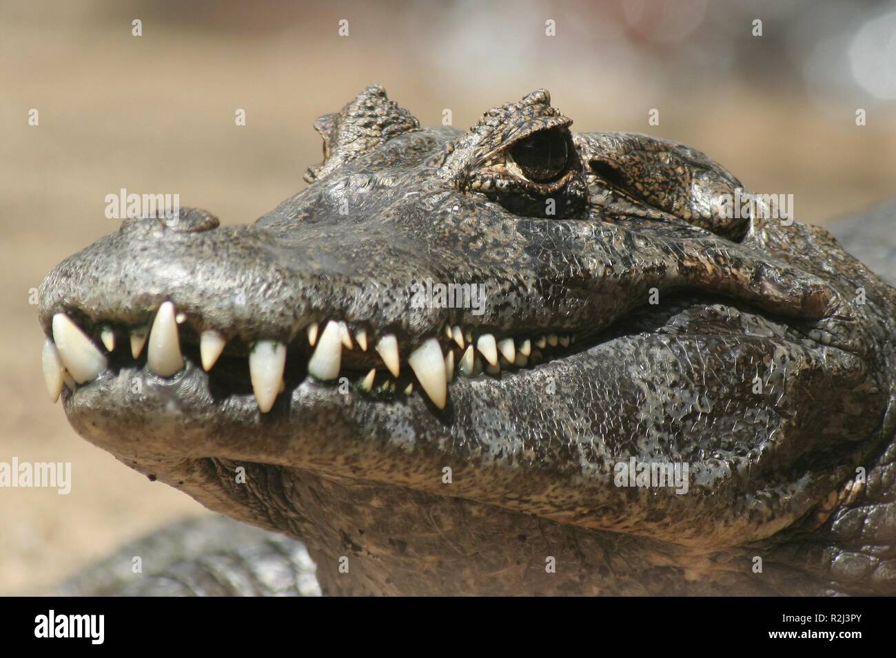crocodile in palmitos park Stock Photo