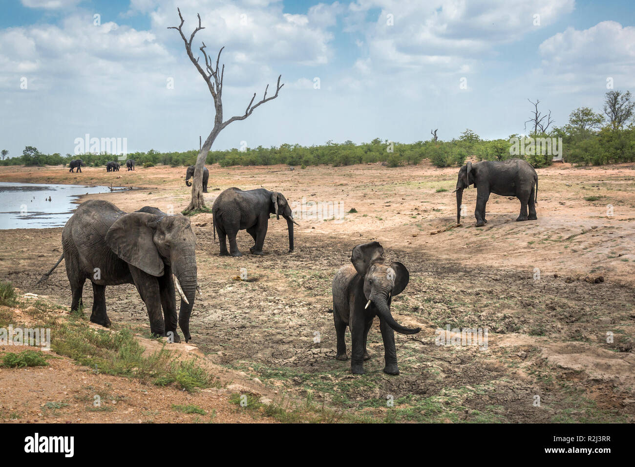 African bush elephant in Kruger National park, South Africa ; Specie