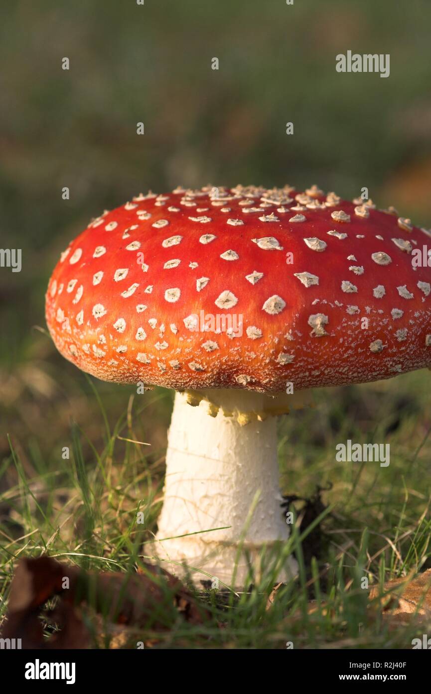 toadstool - a day later Stock Photo