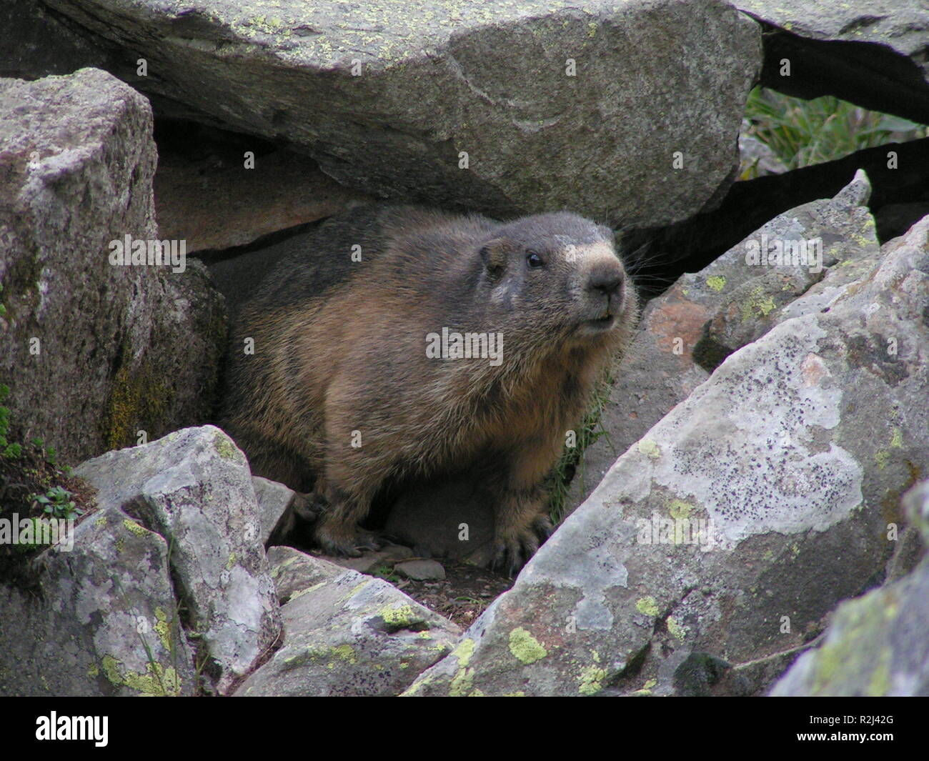 marmot in the swiss alps Stock Photo