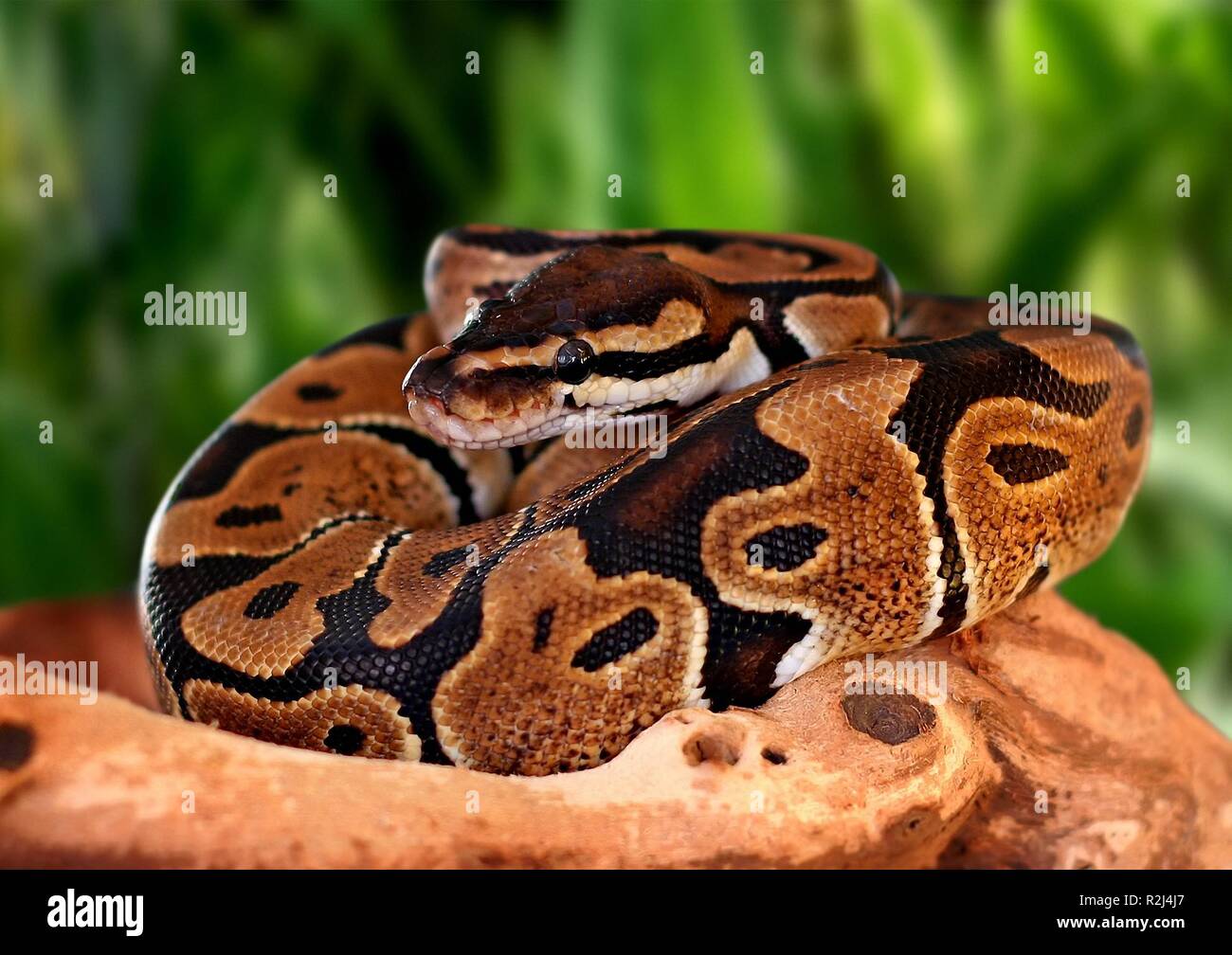 Ballpython hi-res stock photography and images - Alamy