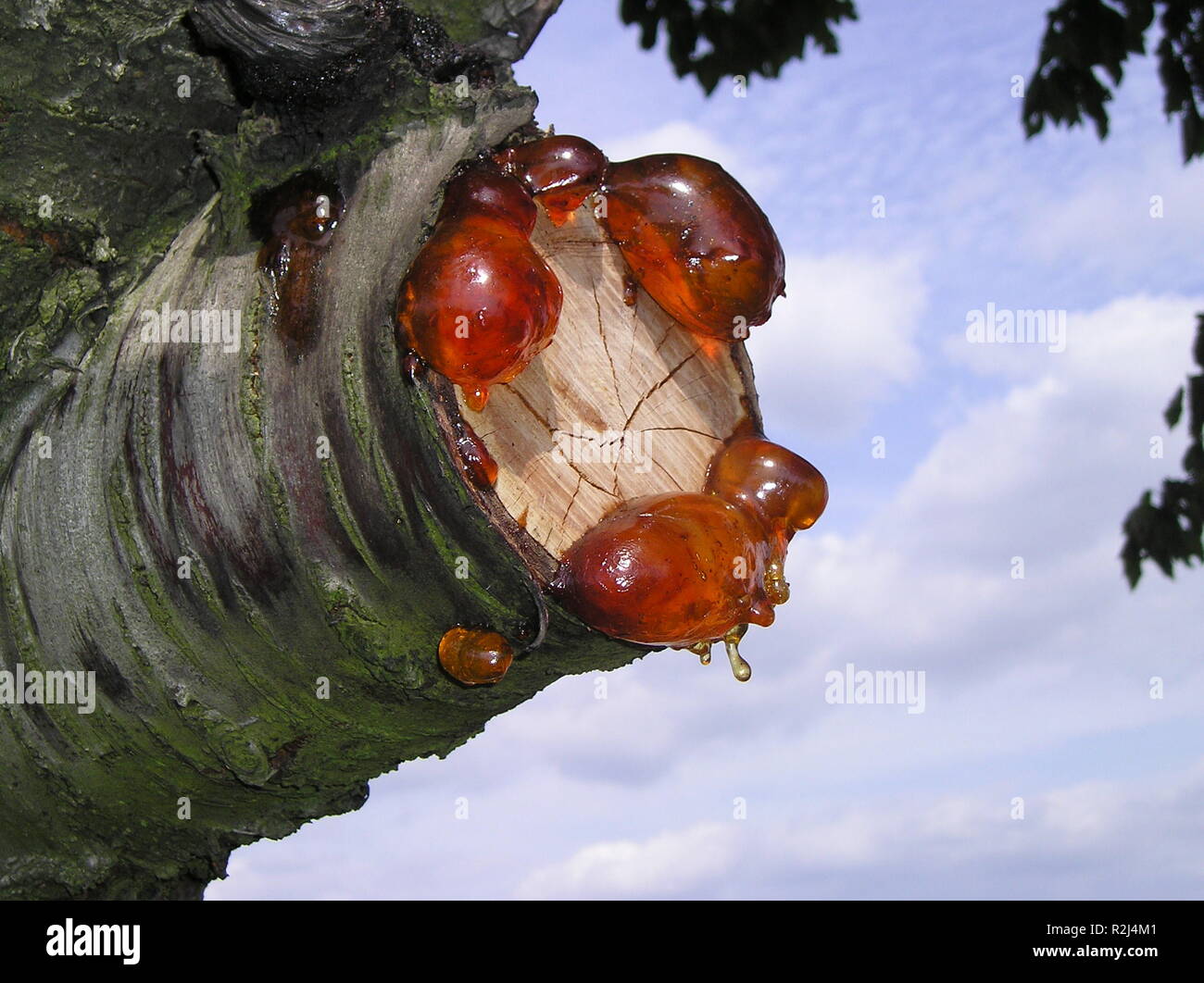 Bleeding tree cut hi-res stock photography and images - Alamy