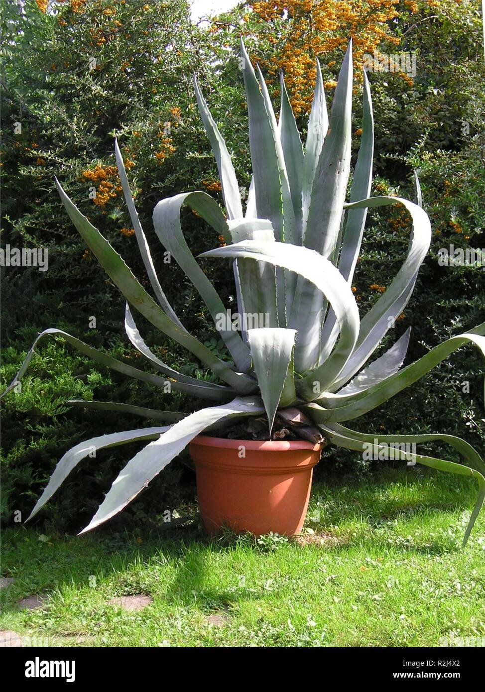 protest zo Verrassend genoeg Giant aloe vera hi-res stock photography and images - Alamy