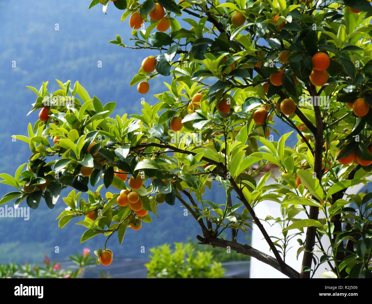 mandarin saplings Stock Photo