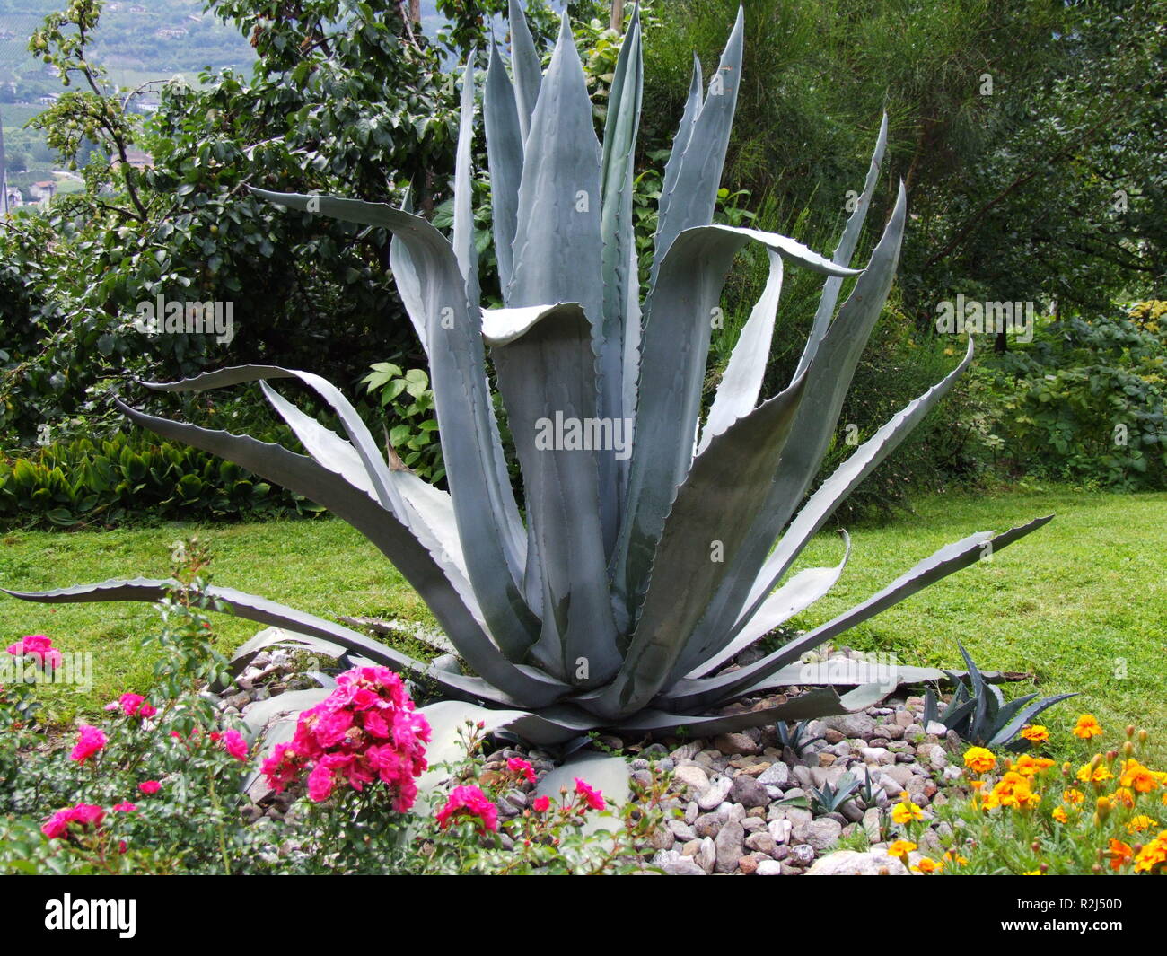 agave in the garden Stock Photo
