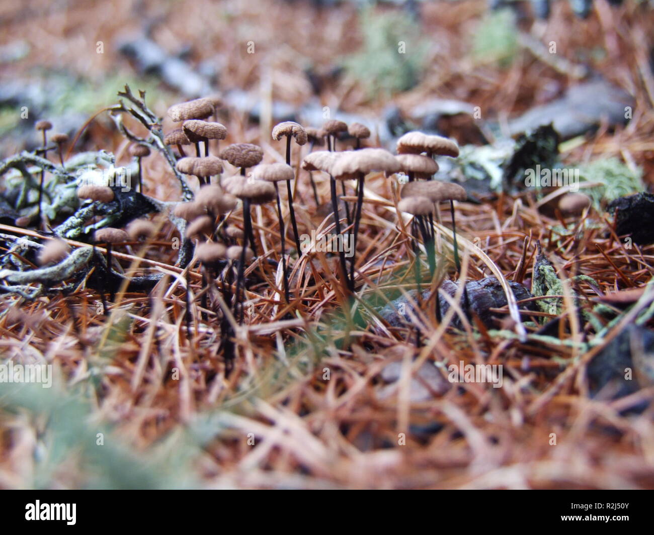 small mushrooms on the forest floor Stock Photo