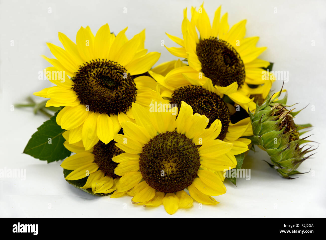 bright bouquet of sunflowers on white background Stock Photo - Alamy