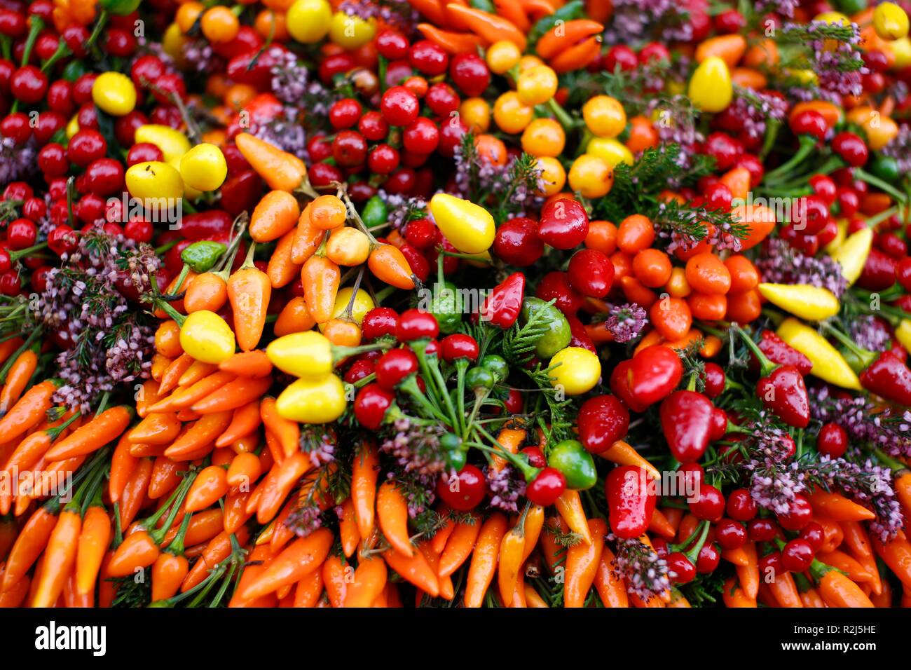 Close up of multi-coloured dried chillis and flowers in a mediterranean market Stock Photo