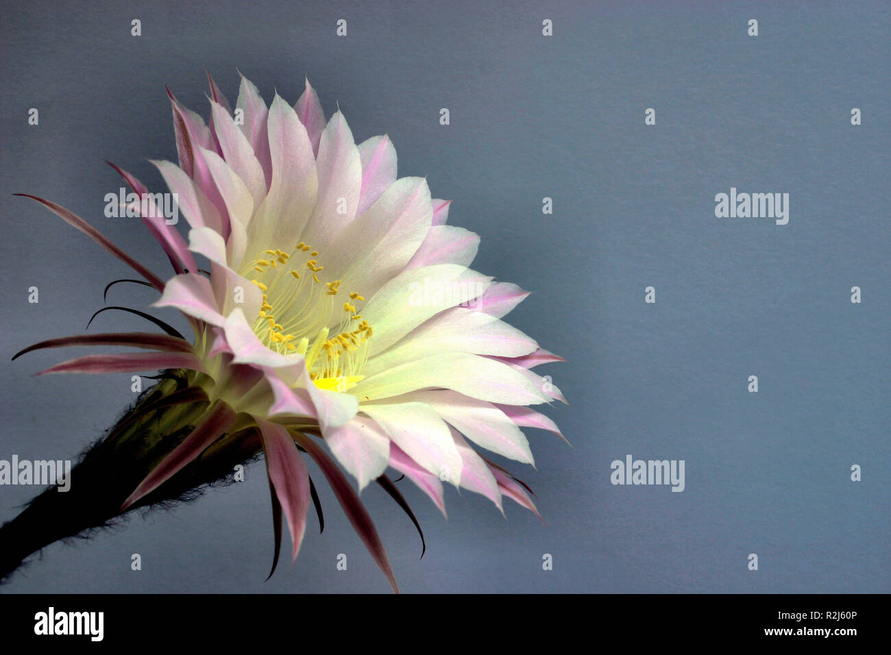 delicate flower in prickly shell Stock Photo - Alamy
