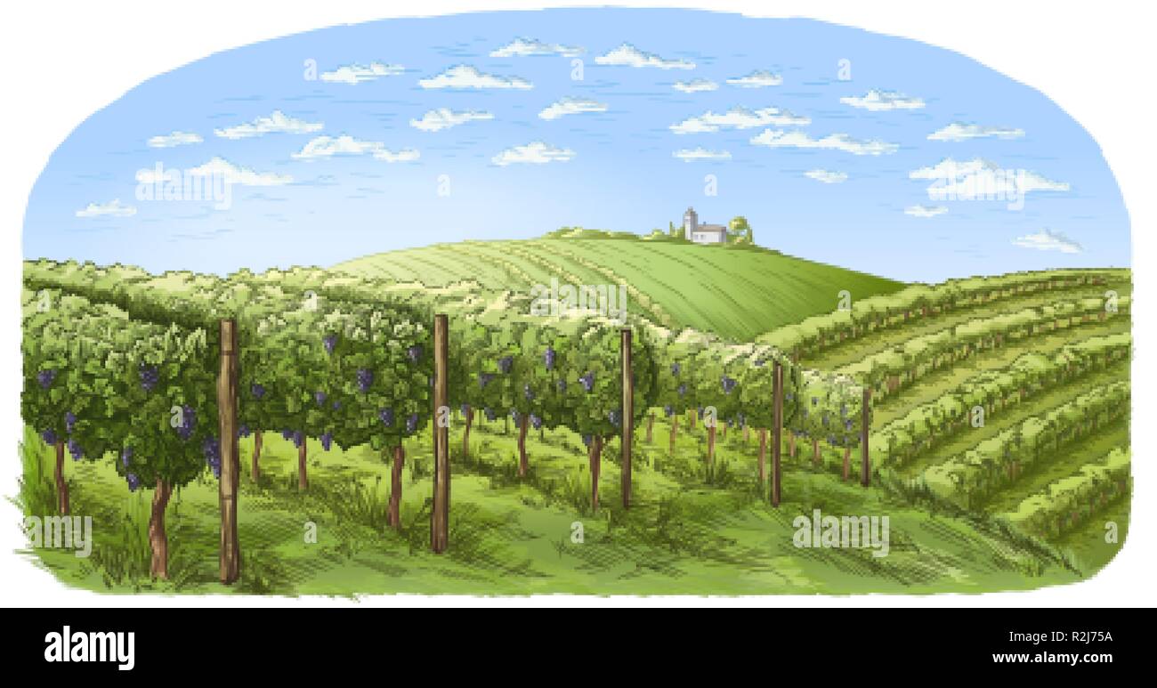 colorfull vine plantation hills, trees, clouds, and ancient castle on the horizon vector illustration Stock Vector