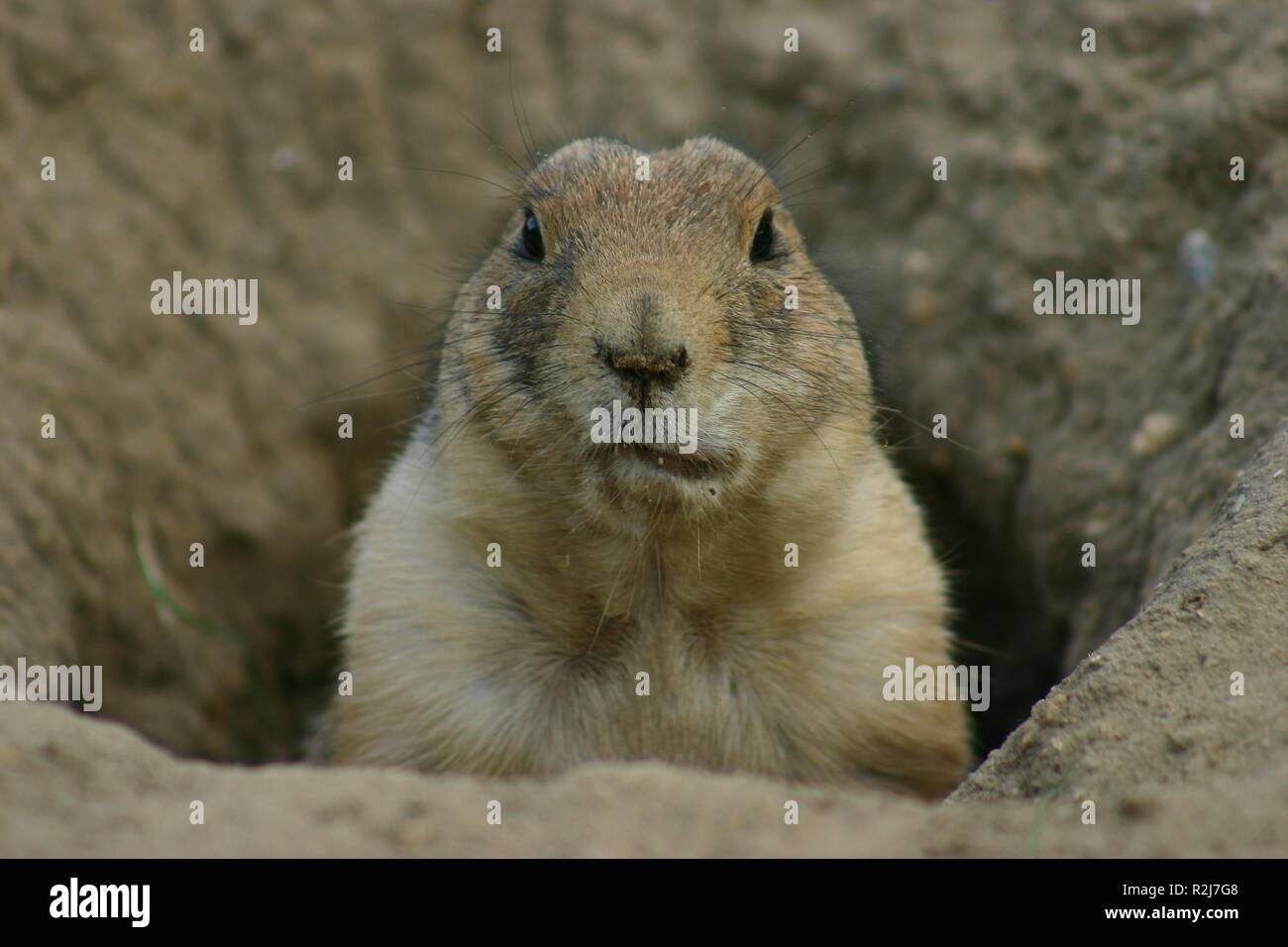 Sandy Cheeks Hi Res Stock Photography And Images Alamy