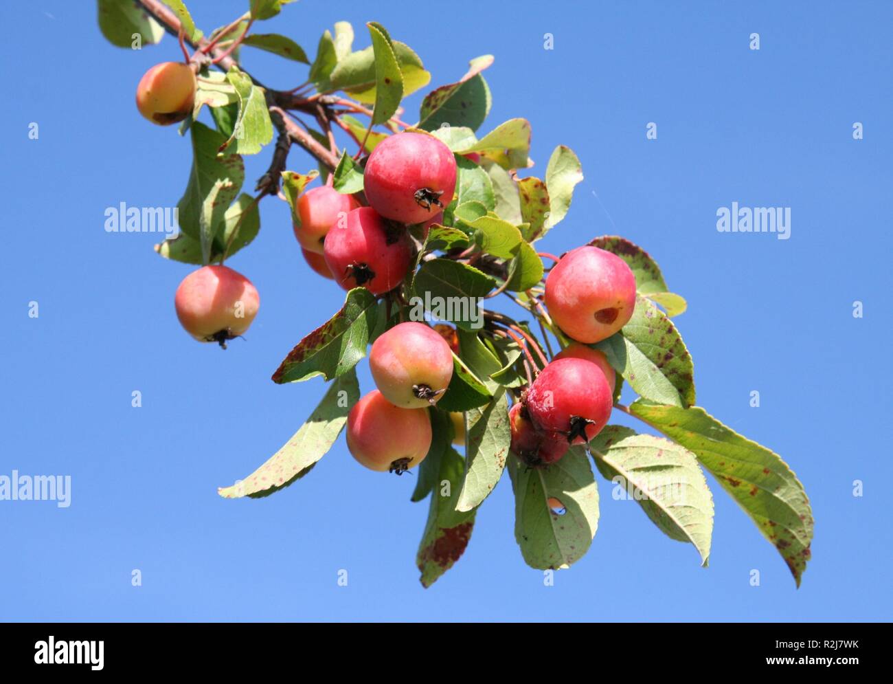 wild apples Stock Photo
