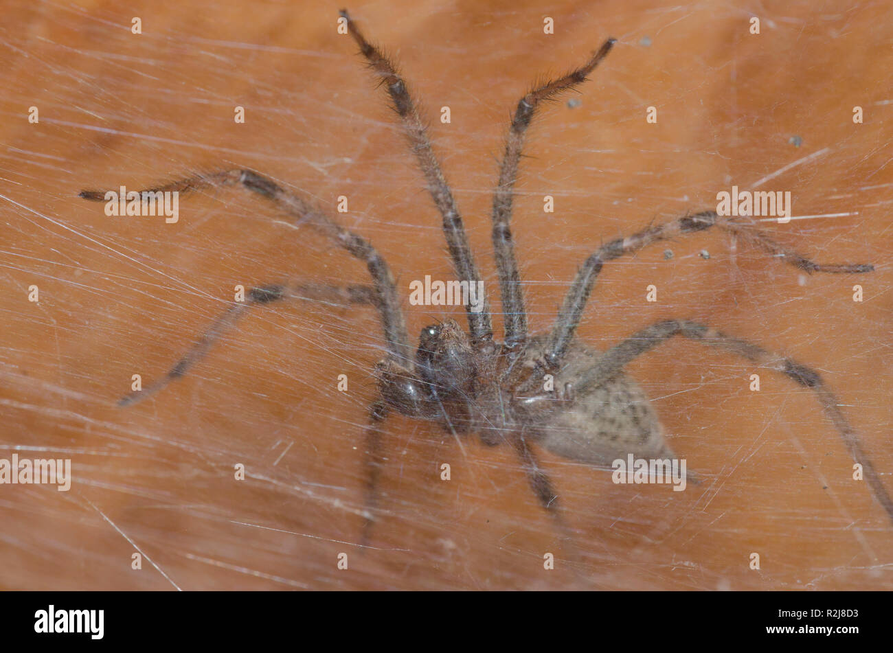 Funnel Web Spider, Family Agelenidae, male in web Stock Photo Alamy