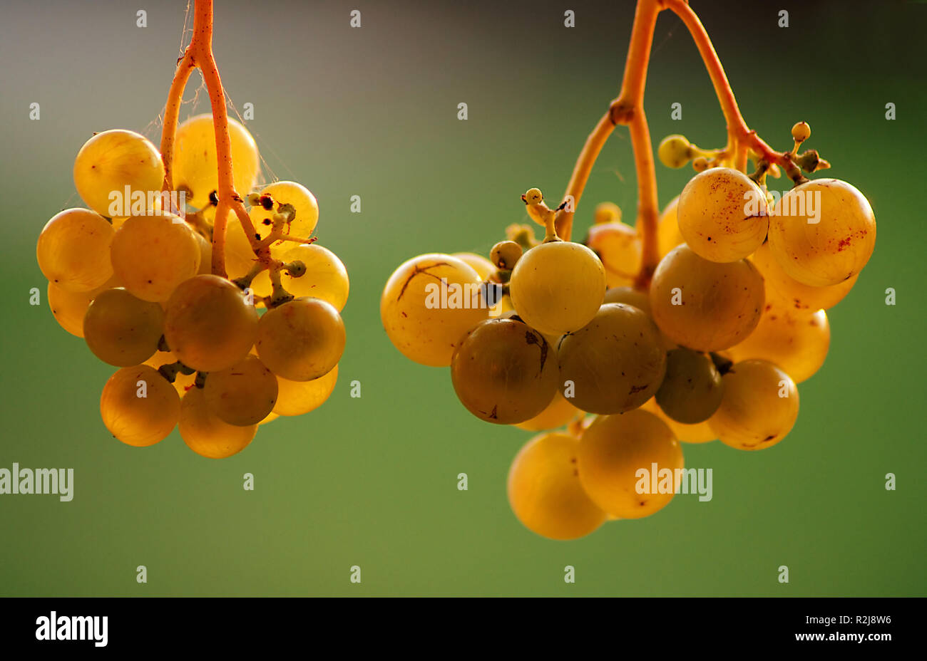 naturally ripened Stock Photo