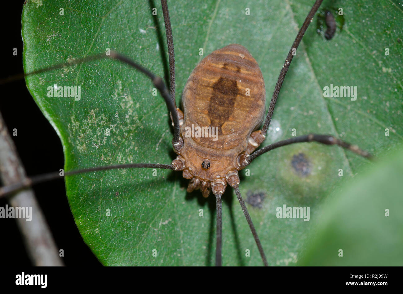 Harvestman, Order Opiliones Stock Photo - Alamy