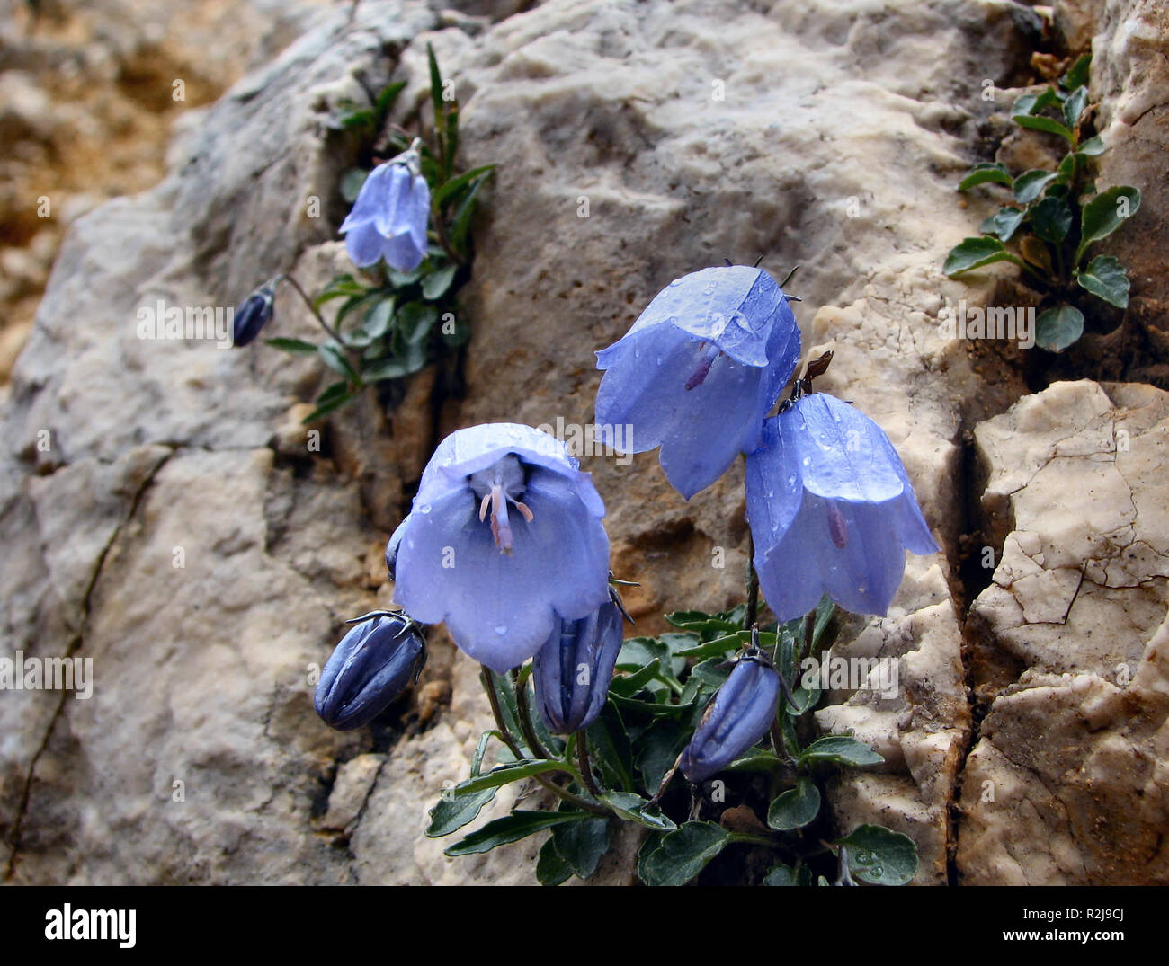 bell flowers Stock Photo