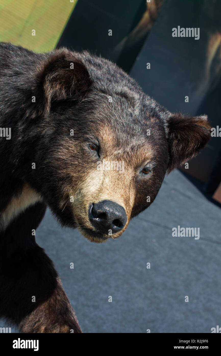 Head of a stuffed big black bear as wild animal Stock Photo Alamy