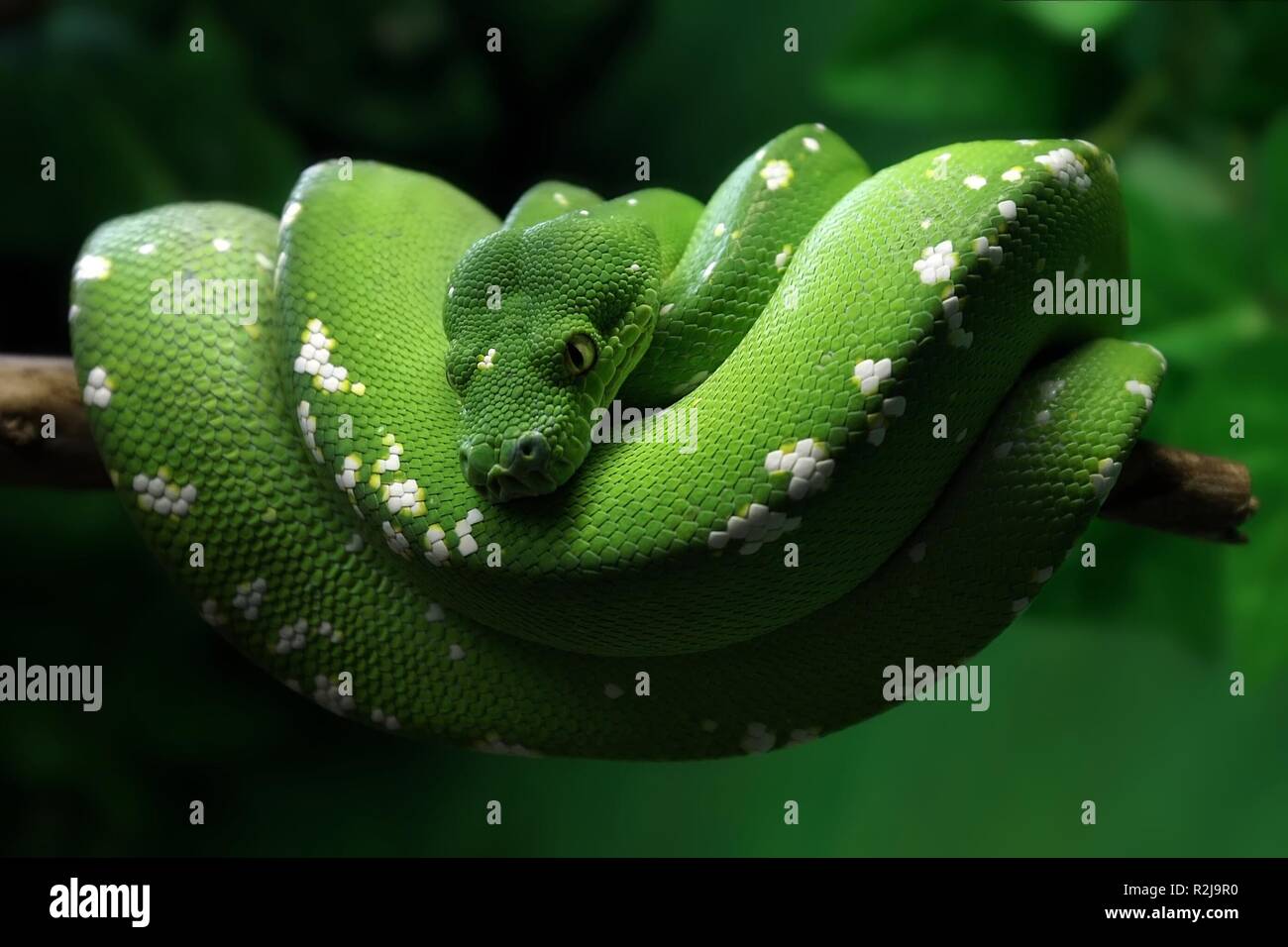 green tree python Stock Photo - Alamy