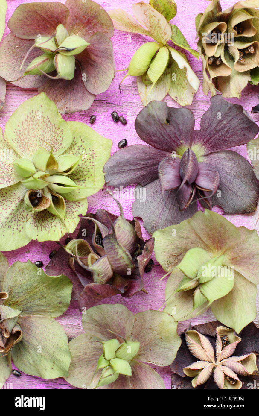 Helleborus x hybridus. Collecting hellebore seed from swollen pods Stock Photo