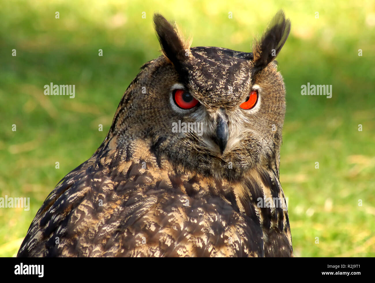 Owl head turn hi-res stock photography and images - Alamy
