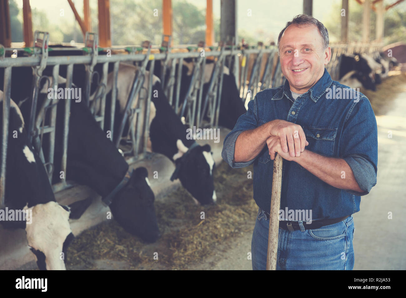 Portrait of man who is standing near cows at the farm Stock Photo - Alamy