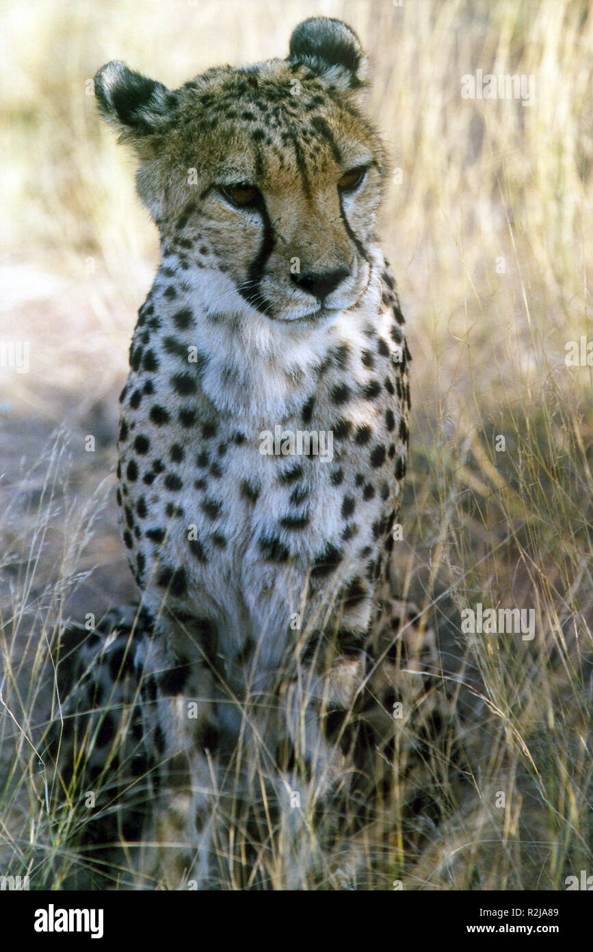 young cheetah Stock Photo