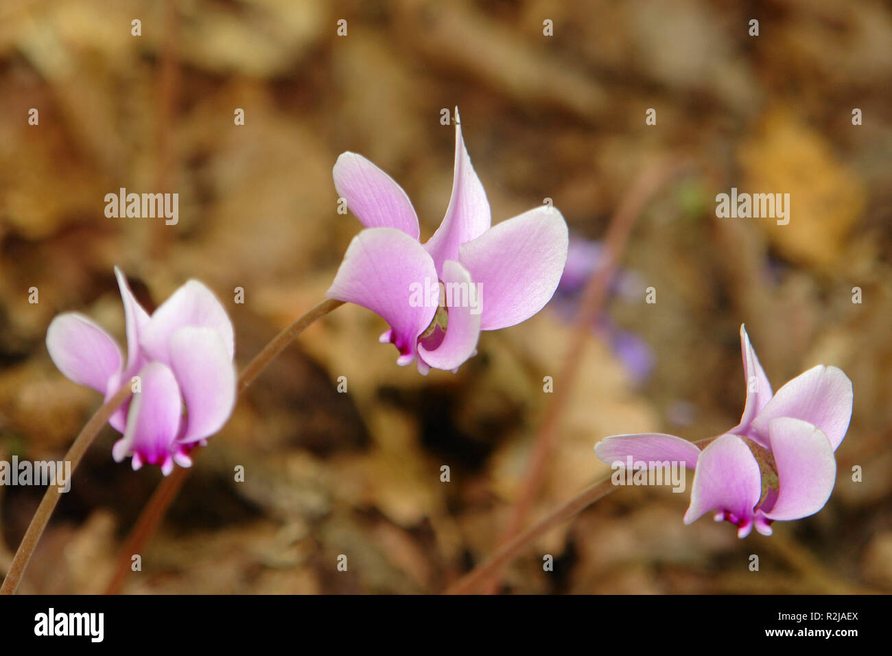 cyclamen in the forest Stock Photo