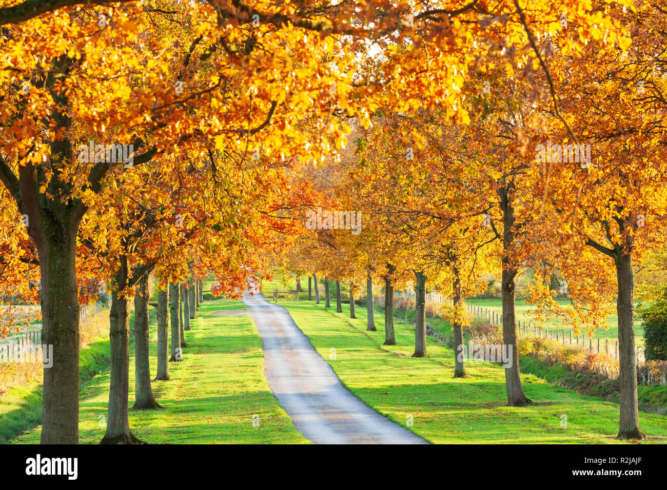 Road running through line of backlit autumn trees, Gloucestershire, England, United Kingdom, Europe Stock Photo