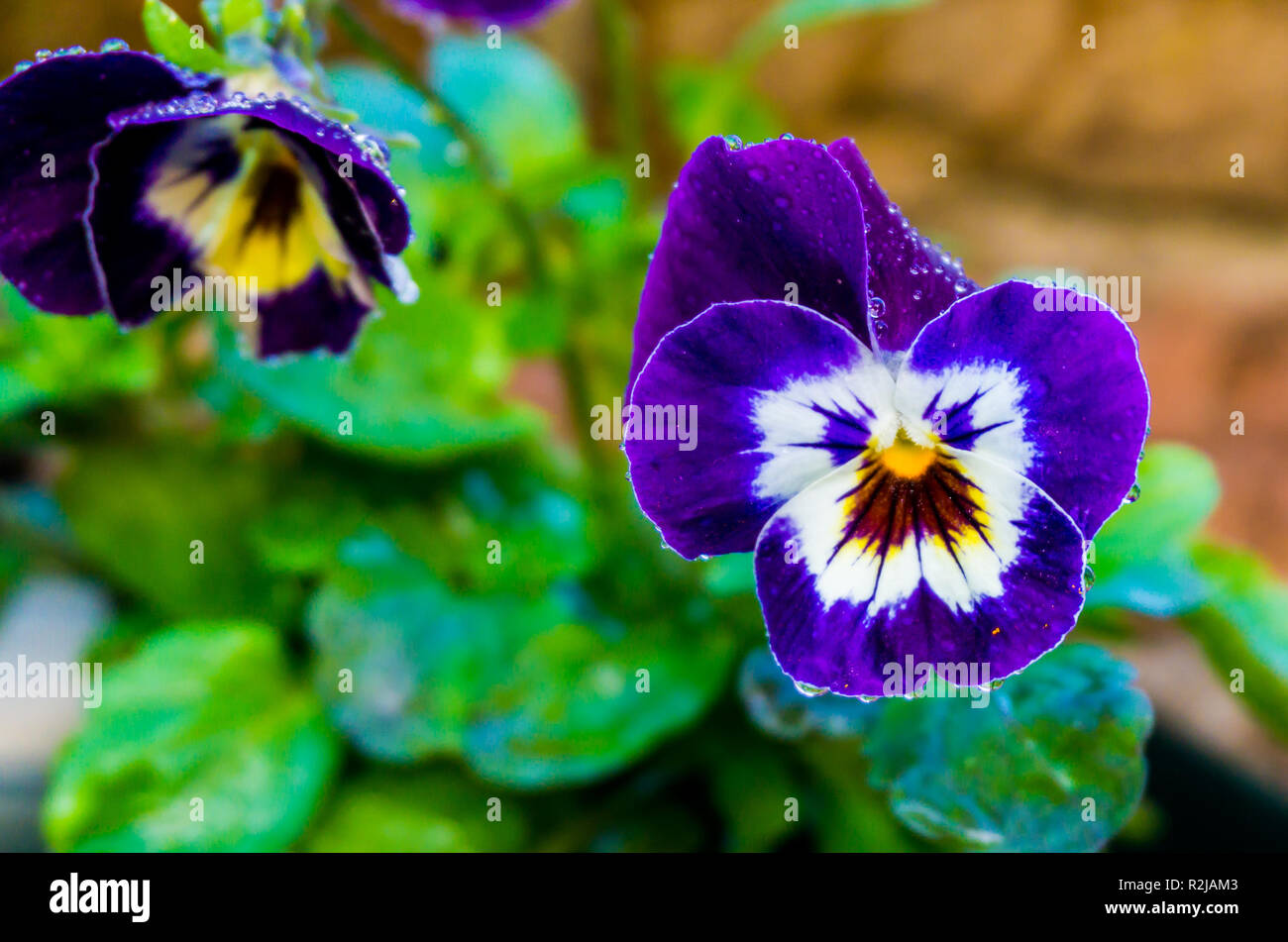 wet violet garden pansy flower covered in raindrops giving a beautiful effect macro close up nature background Stock Photo