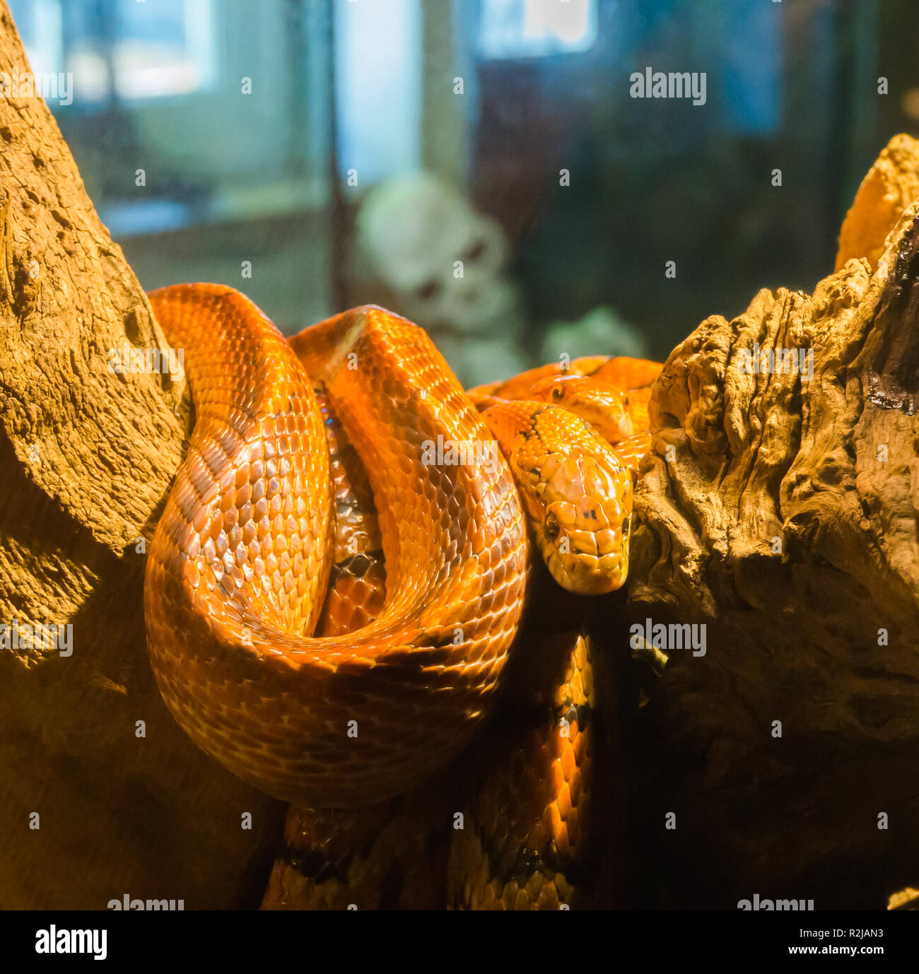 red orange corn rat snake on a branch in the terrarium with a creepy skeleton in the background Stock Photo