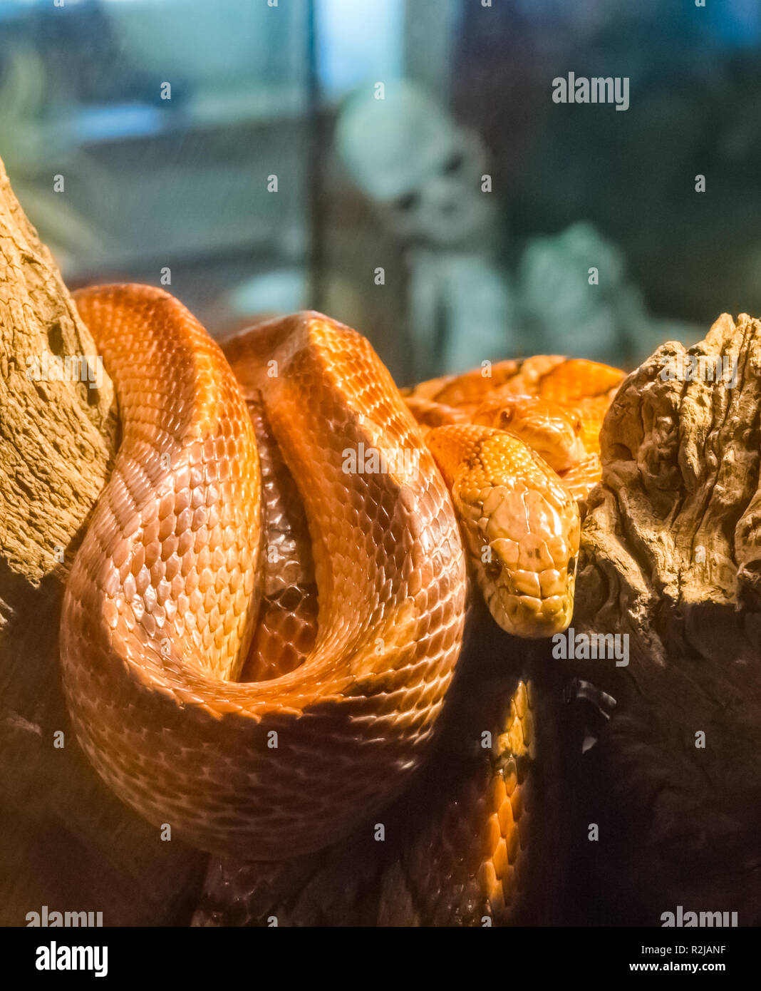 two red orange corn rat snakes together on a branch with a human skeleton in the background Stock Photo