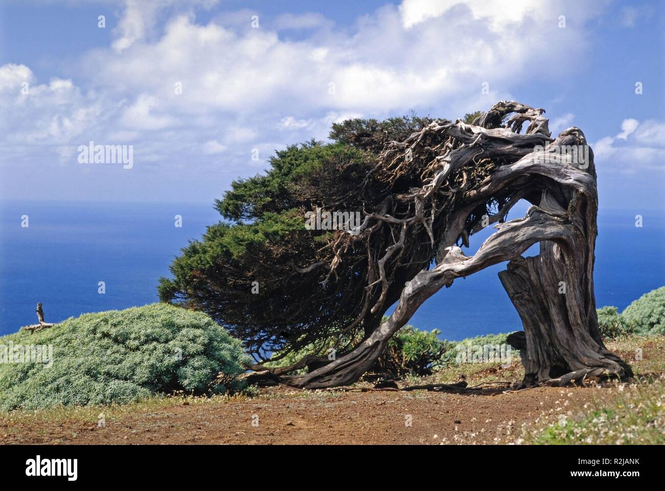 age juniper tree Stock Photo