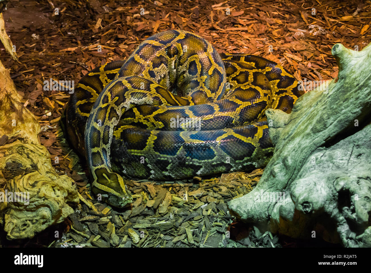 coiled up big python snake laying on the ground tropical wildlife animal portrait Stock Photo