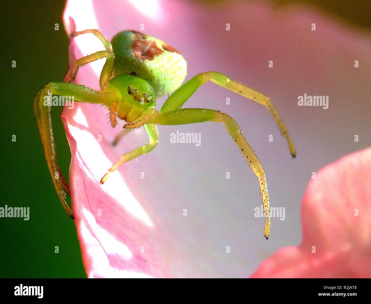 Misumenops tricuspidatus hires stock photography and images Alamy