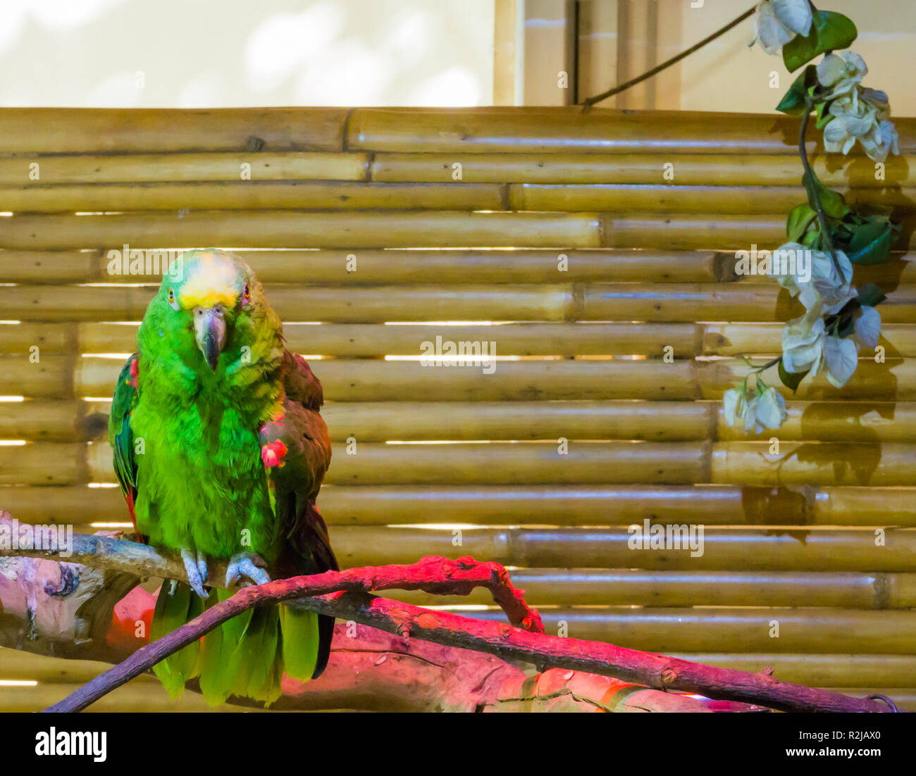 Green vibrant colored yellow naped amazon parrot or yellow crowned