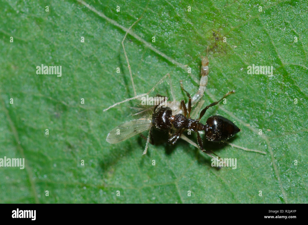 Acrobat Ant, Crematogaster lineolata, foraging a midge exuviae Stock Photo