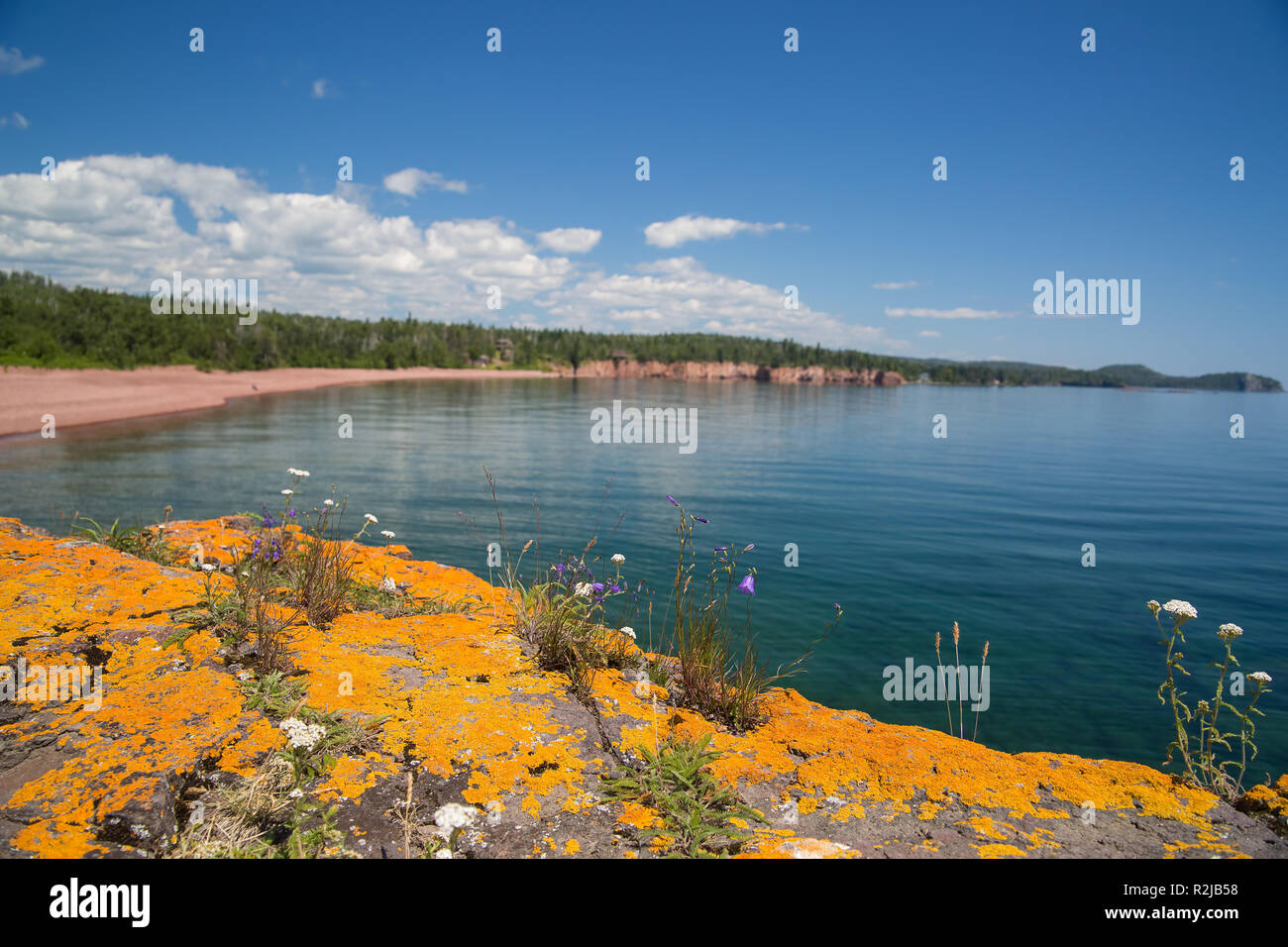 Orange lichens and flowers grown on the basalt rock near the shore of Lake Superior Stock Photo