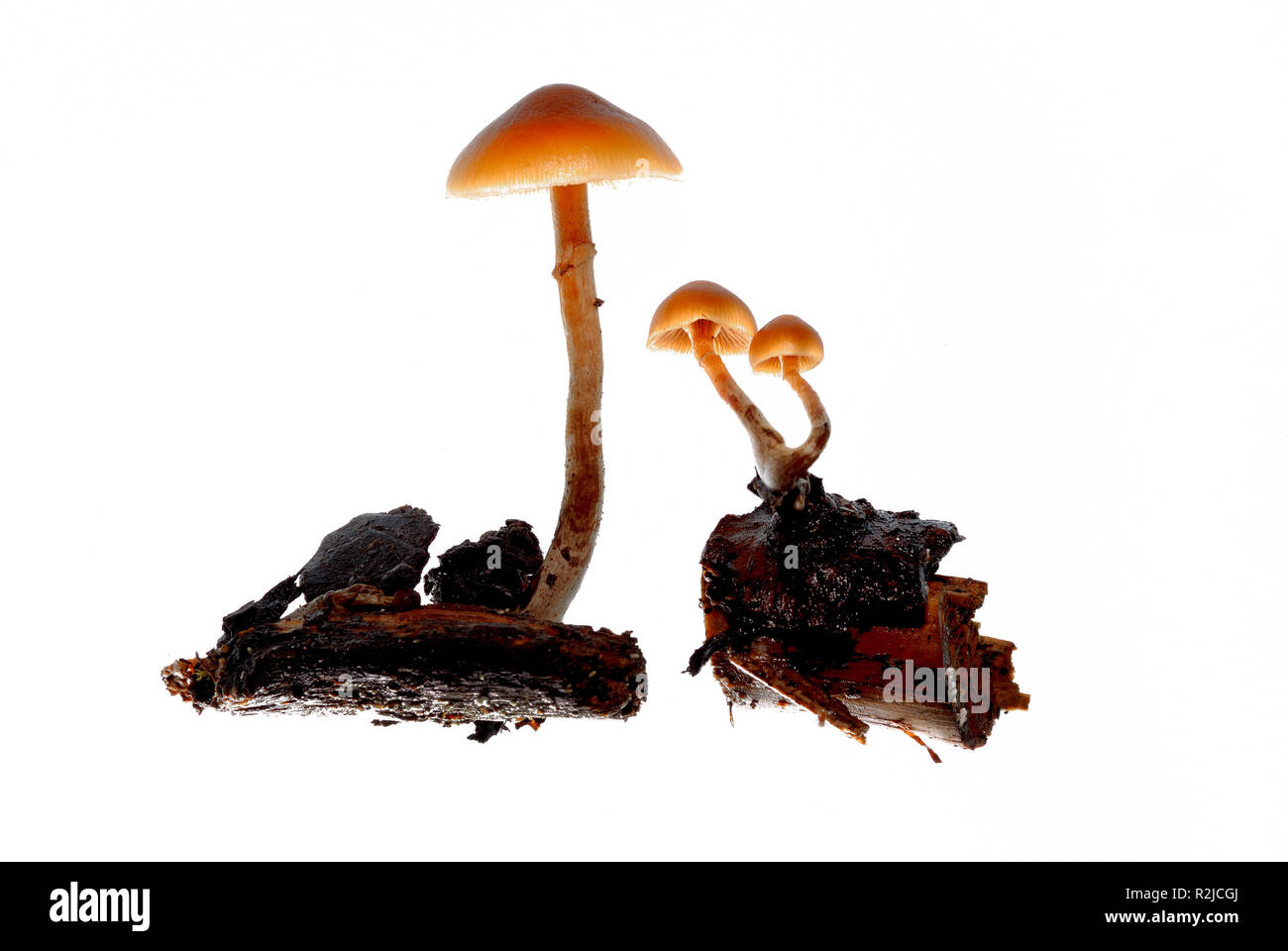Fungus collecting Cut Out Stock Images & Pictures - Alamy