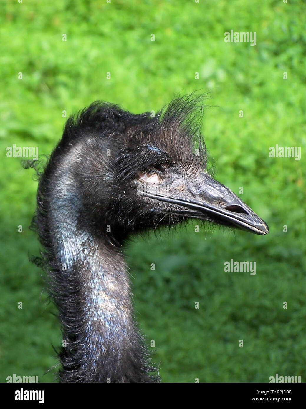 Dromaiidae hires stock photography and images Alamy