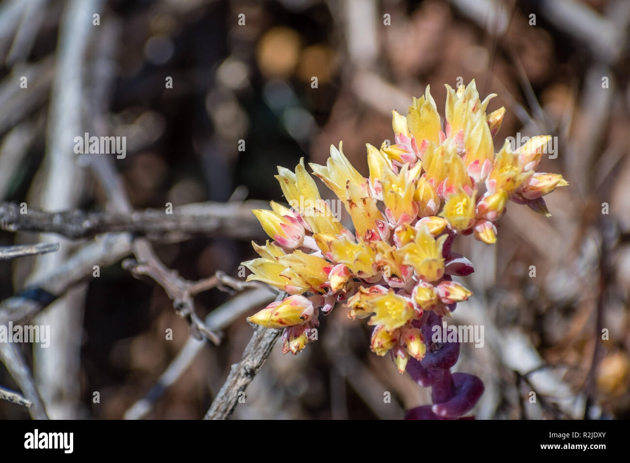 Close up of Coast dudleya (Dudleya caespitosa) blooming on the hills of Marin Headlands, north San Francisco bay area, California Stock Photo