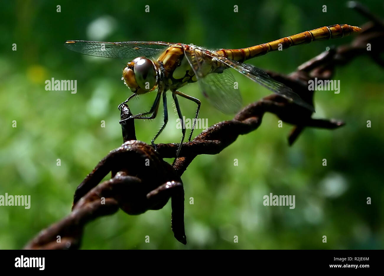 dragonfly on barbed wire Stock Photo