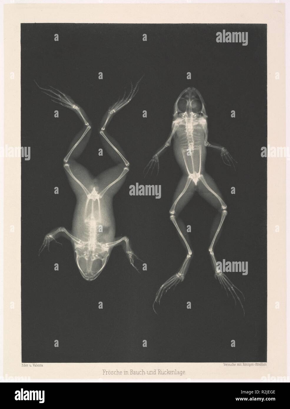 Frösche in Bauch und Rückenlage. Artist: Josef Maria Eder (Austrian, Krems an der Donau, 1855-1944 Kitzbühel); Eduard Valenta (Austrian, 1857-1937). Dimensions: Image: 9 in. × 6 1/2 in. (22.8 × 16.5 cm)  Plate: 9 15/16 × 7 1/2 in. (25.3 × 19 cm)  Sheet: 19 9/16 × 13 7/8 in. (49.7 × 35.3 cm). Date: 1896.  Eder was the director of an institute for graphic processes and the author of an early history of photography. With the photochemist Valenta, he produced a portfolio in January 1896, less than a month after Wilhelm Conrad Röntgen published his discovery of X-rays. Eder and Valenta's volume, fr Stock Photo