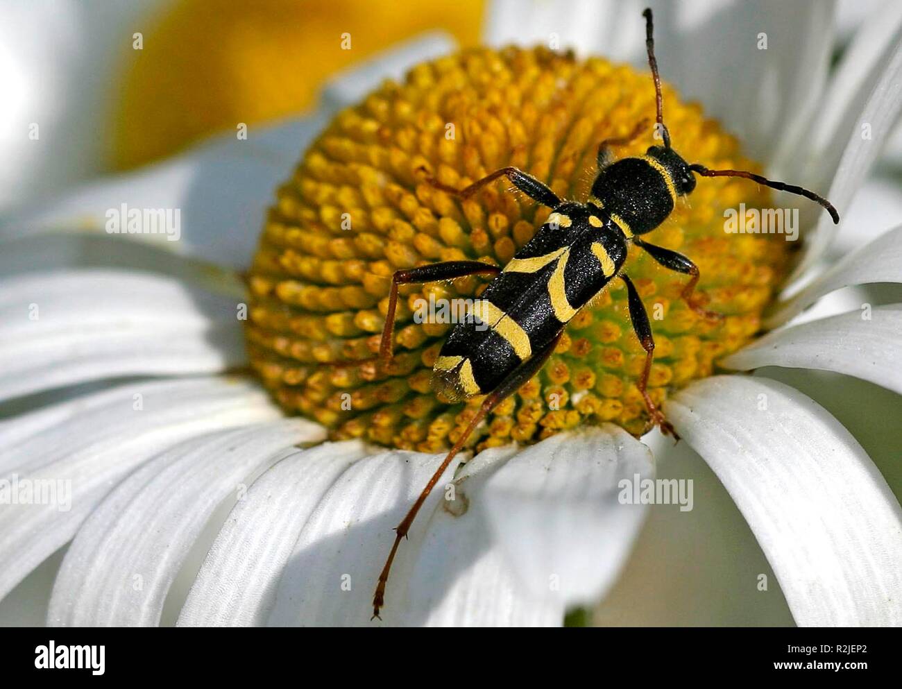 wasps bockkÃ¤fer with camomile Stock Photo