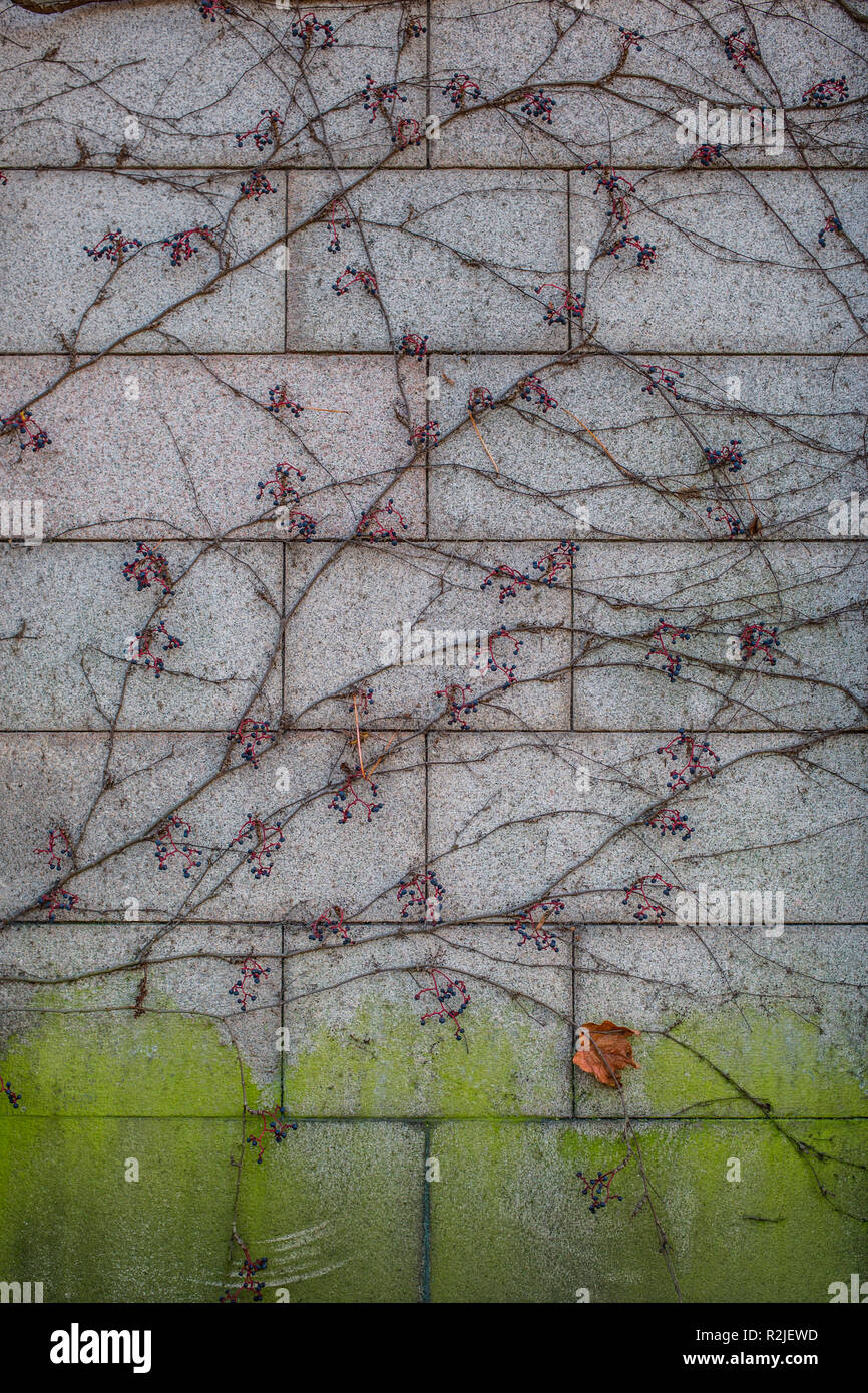 Vines on a old wall Stock Photo