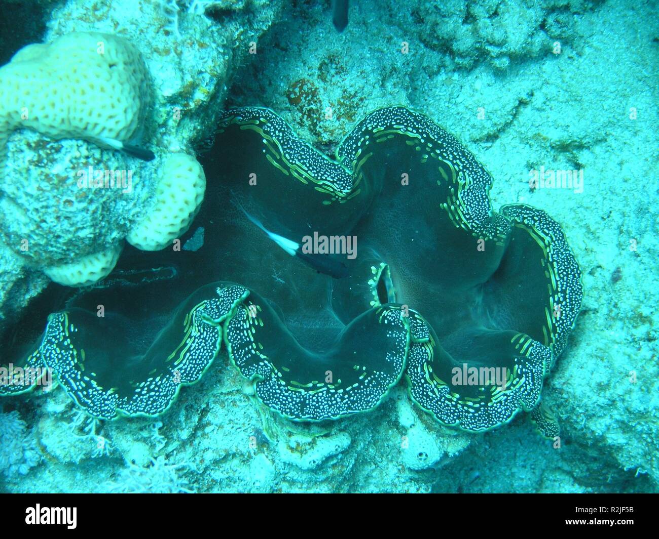 giant clam Stock Photo